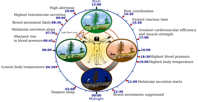 circadian