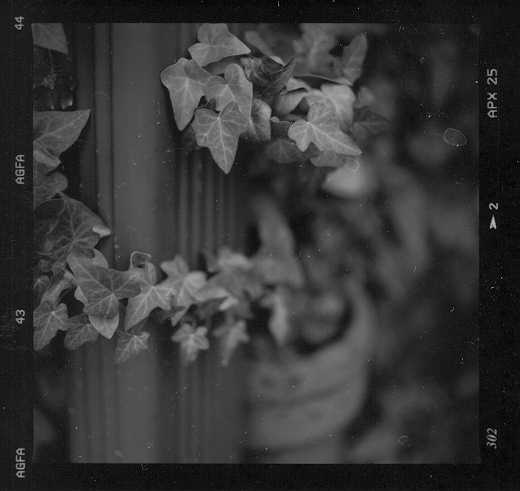 ivy and drain pipe, Palmerton PA