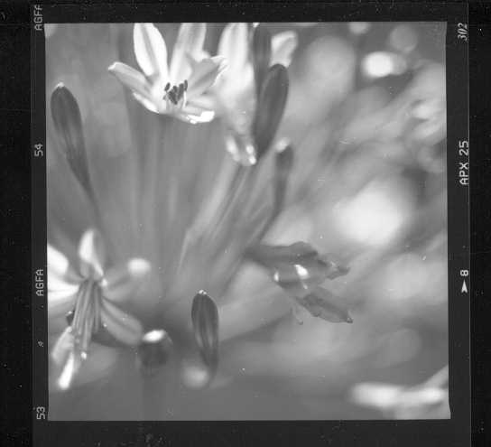 flowers, Embarcadero, San Francisco