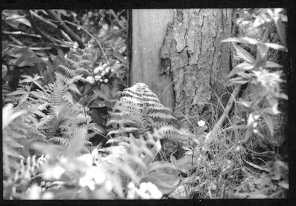 ferns, White Birch NY