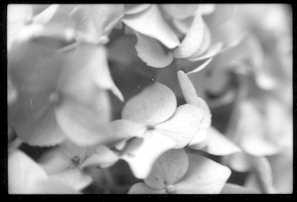 hydrangea, NYC